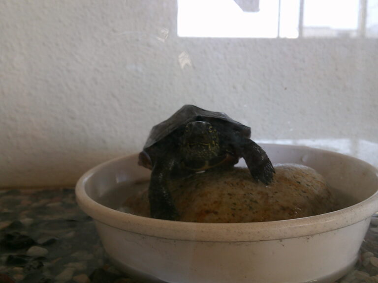 新しいおともだち🐢