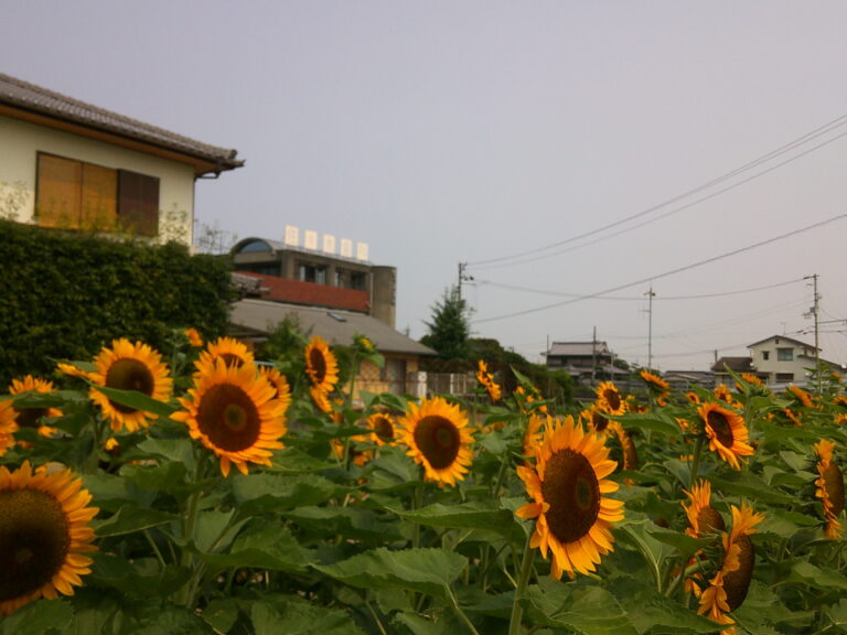 ひまわり畑に遊びに行きました🌻